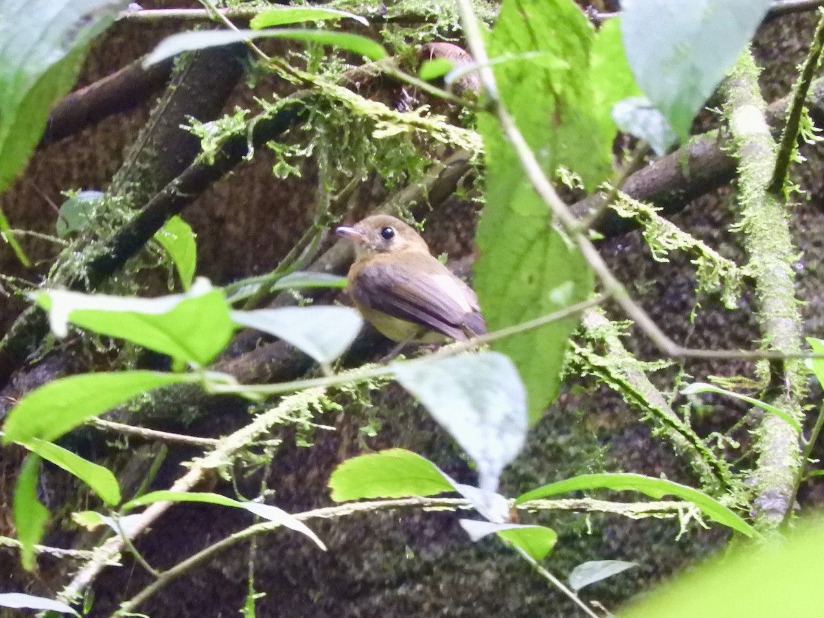 Sulphur-rumped Flycatcher - Mark Yoder