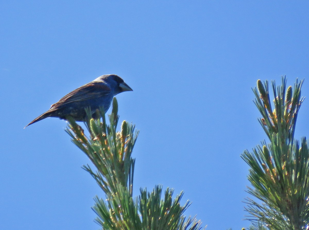 Blue Grosbeak - ML620545784