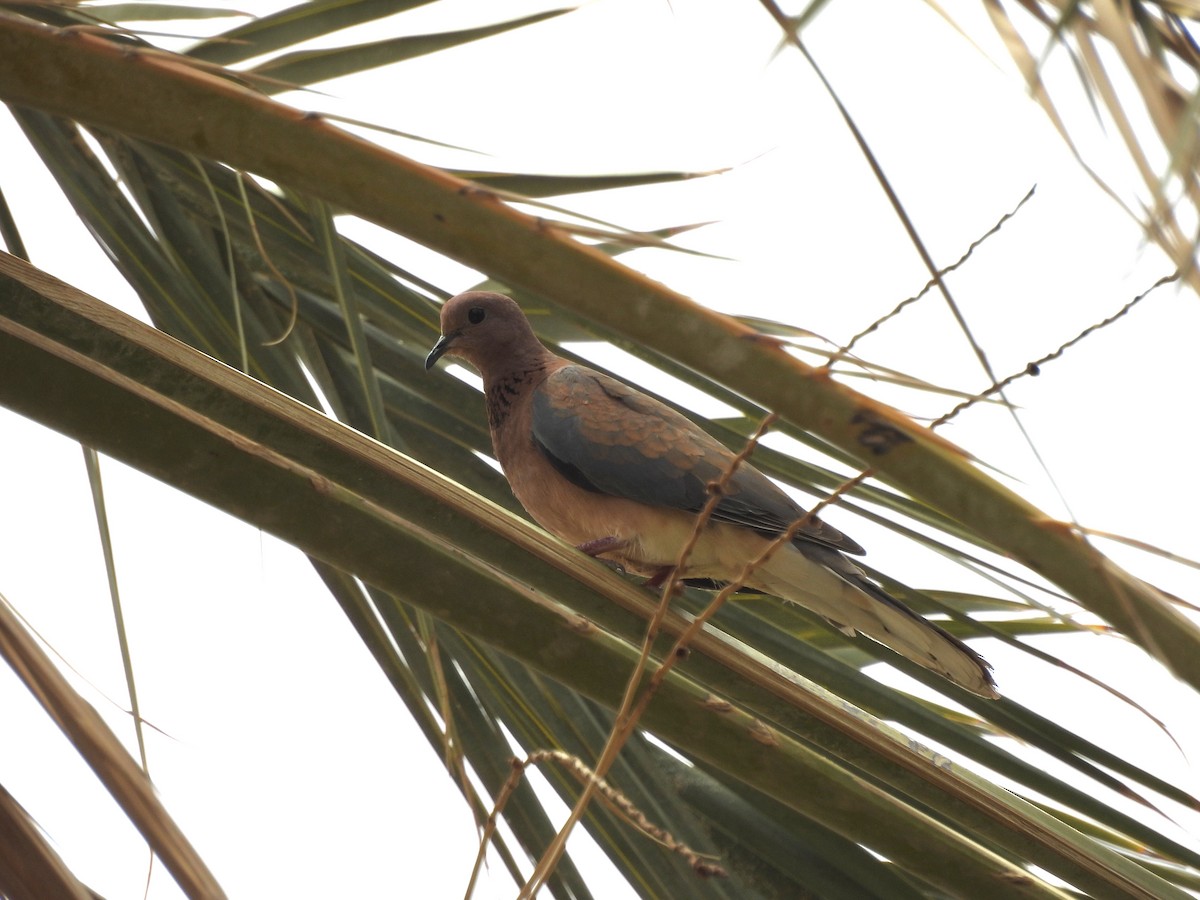 Laughing Dove - ML620545788