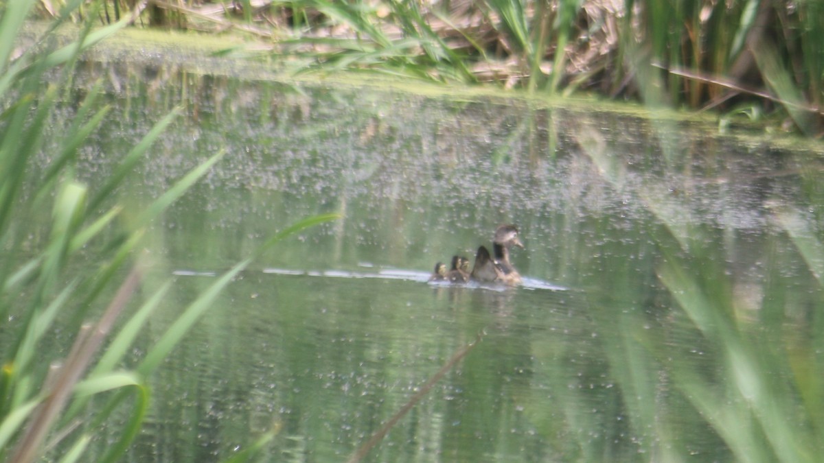 Wood Duck - ML620545790