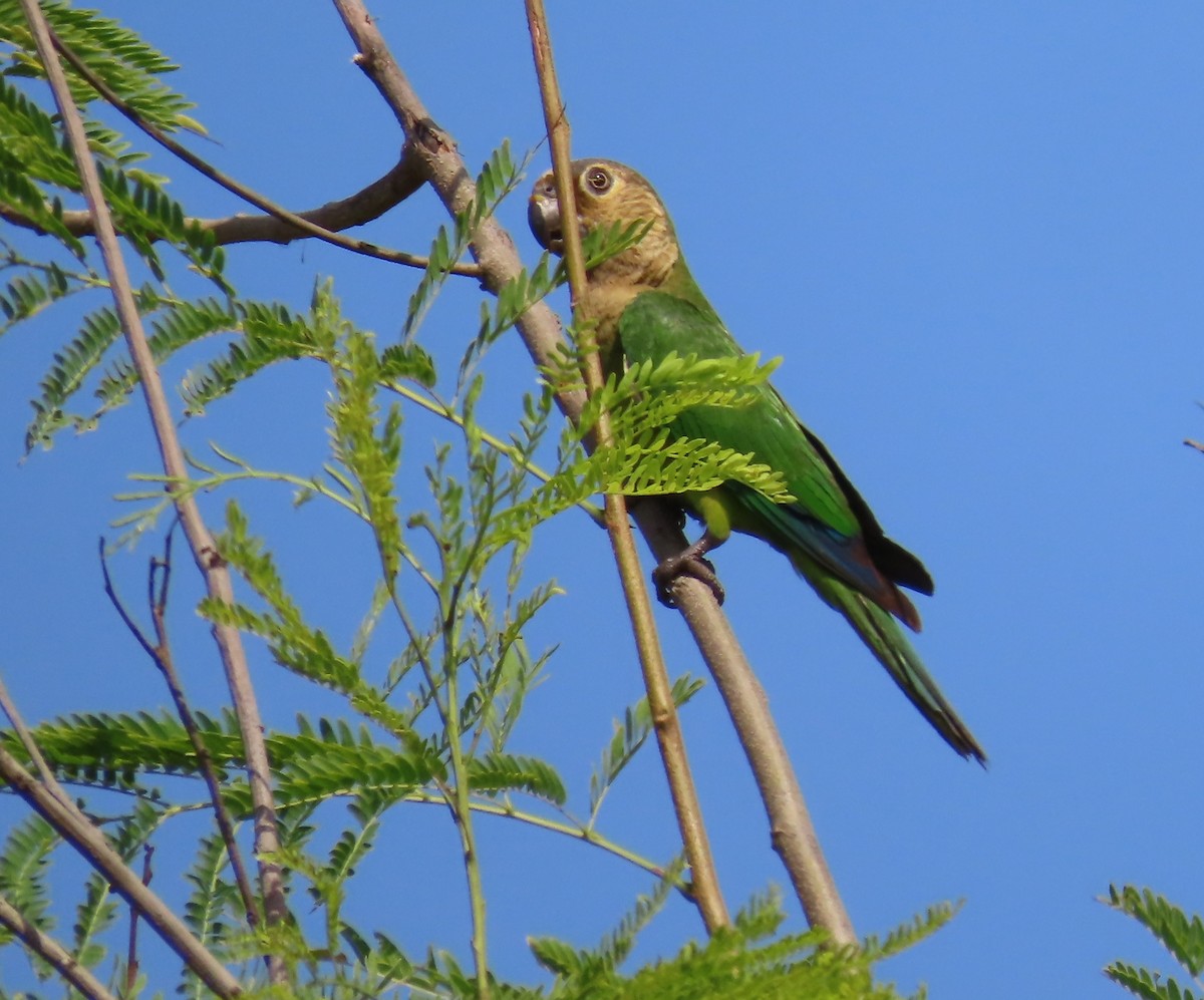 Brown-throated Parakeet - ML620545791