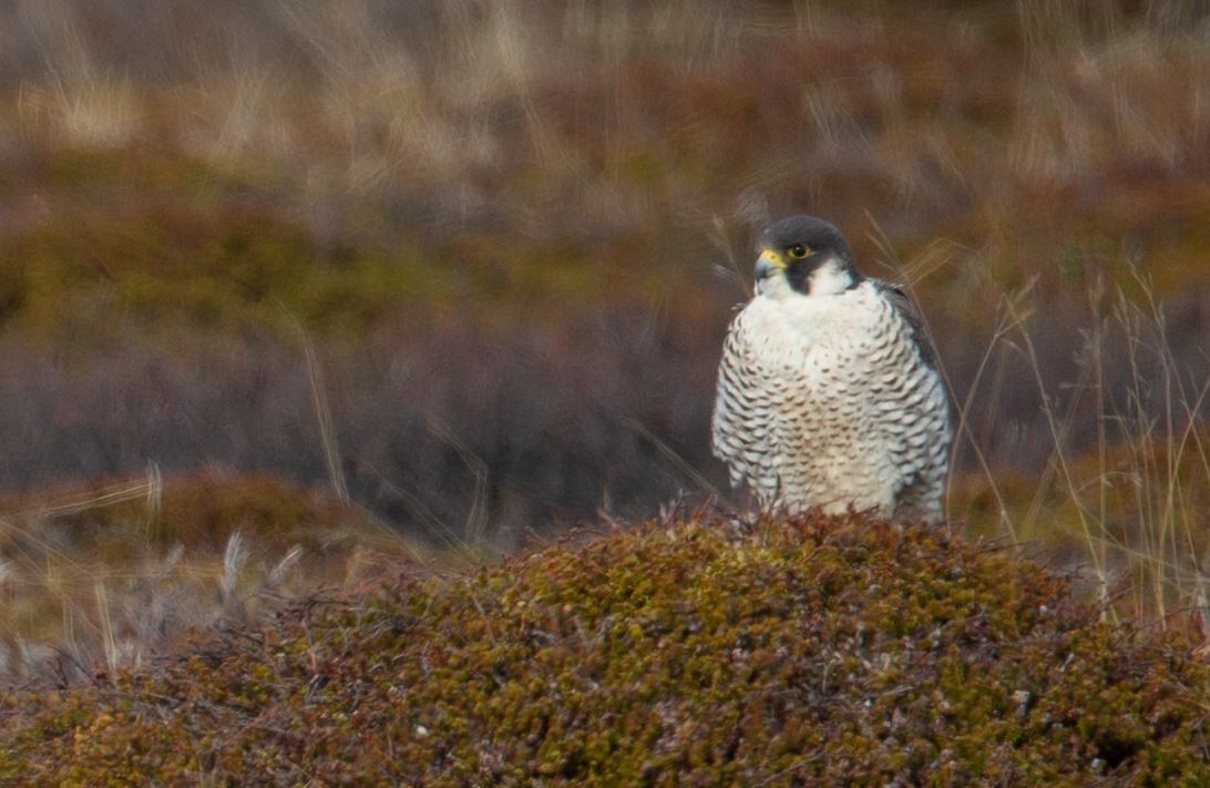 Peregrine Falcon - ML620545792