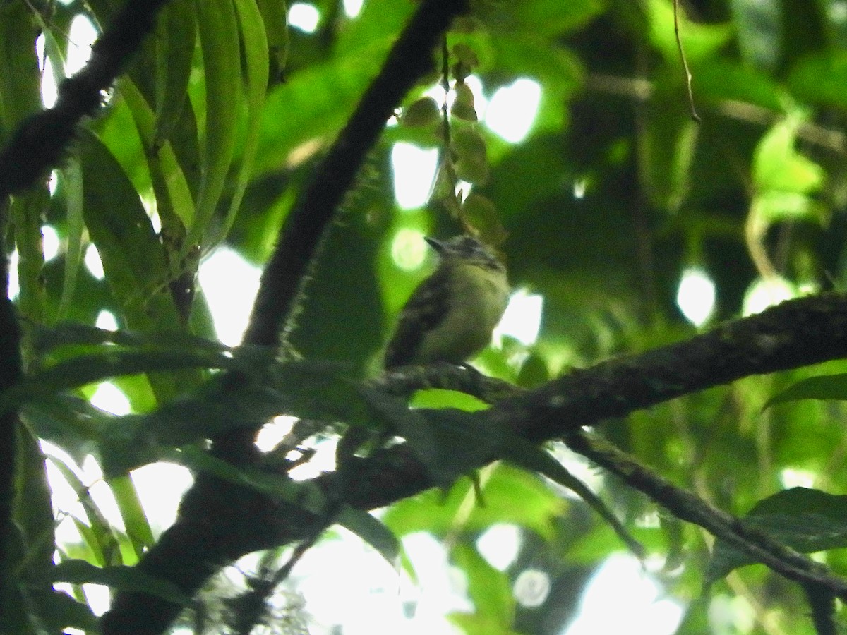 Slaty-capped Flycatcher - ML620545795