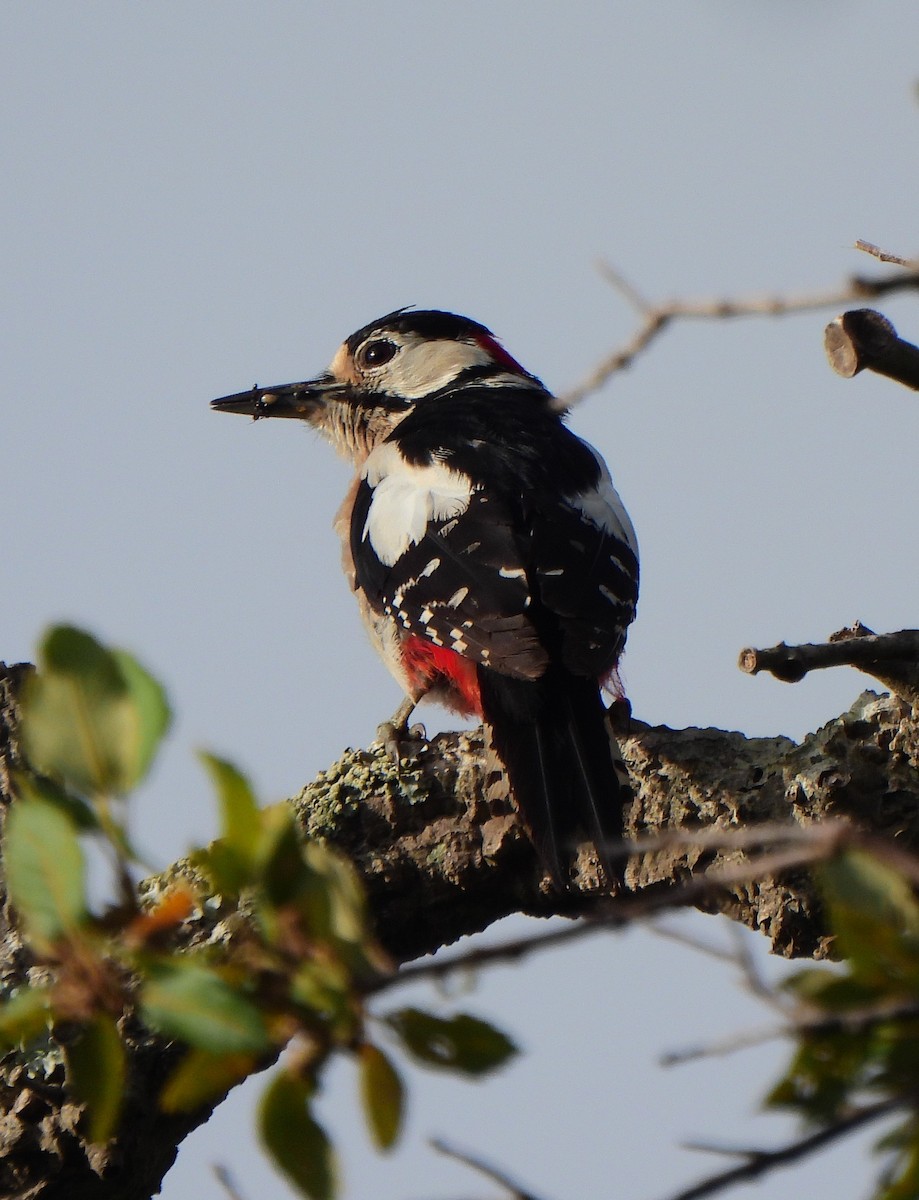 Great Spotted Woodpecker - ML620545796