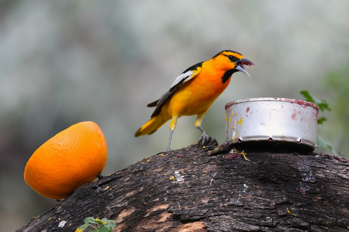 Bullock's Oriole - ML620545798