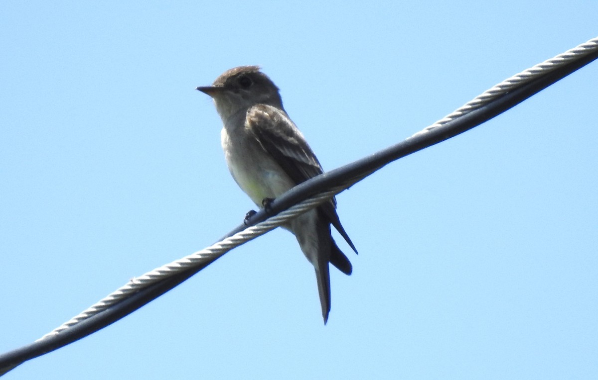 Western Wood-Pewee - ML620545800