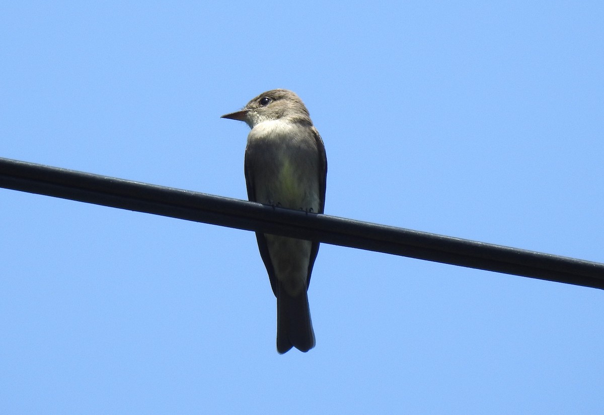 Western Wood-Pewee - ML620545802