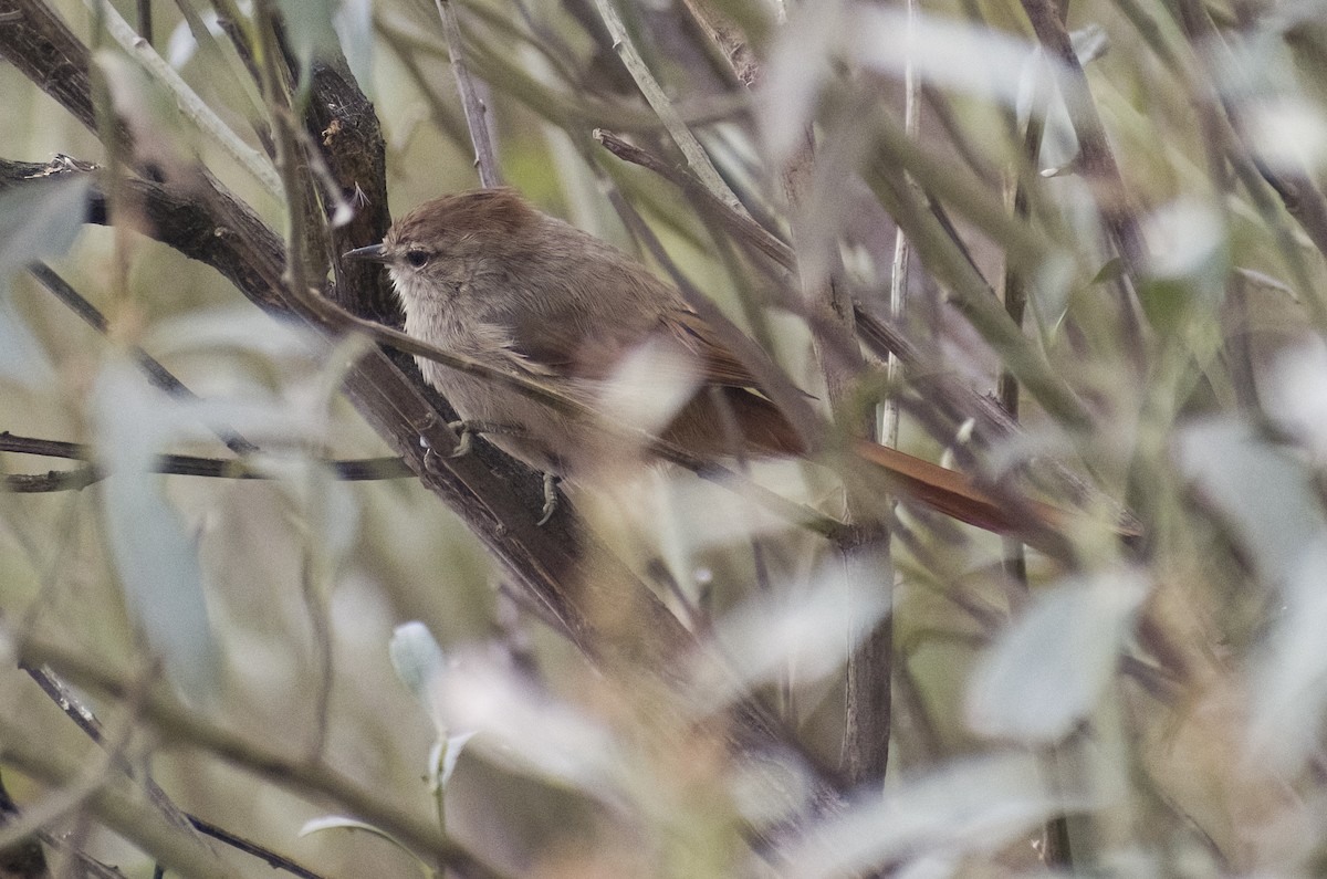 Brown-capped Tit-Spinetail - ML620545804