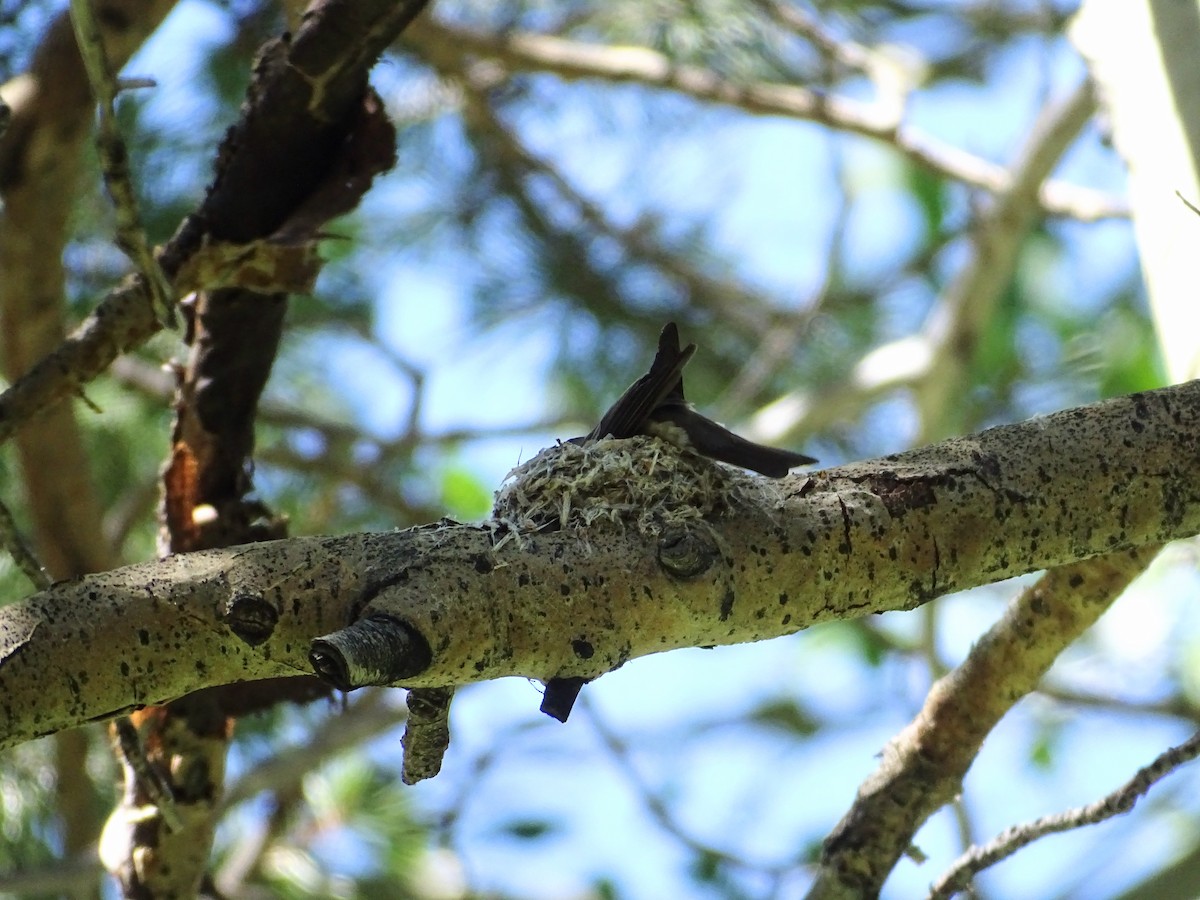 Western Wood-Pewee - ML620545815