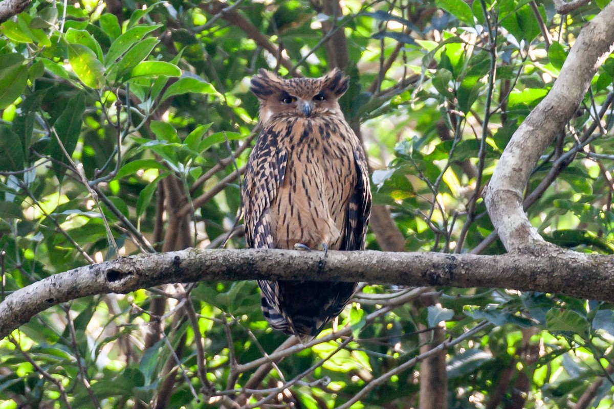 Tawny Fish-Owl - ML620545818