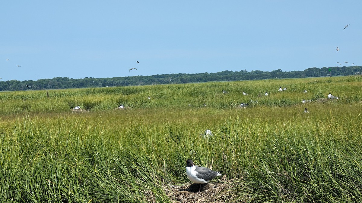 Laughing Gull - Jim Haldeman