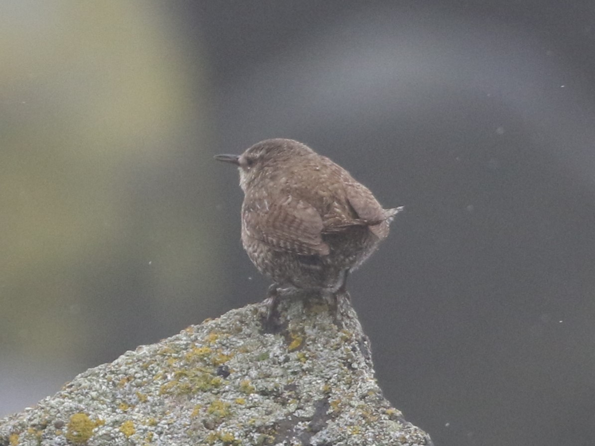 Pacific Wren - ML620545838