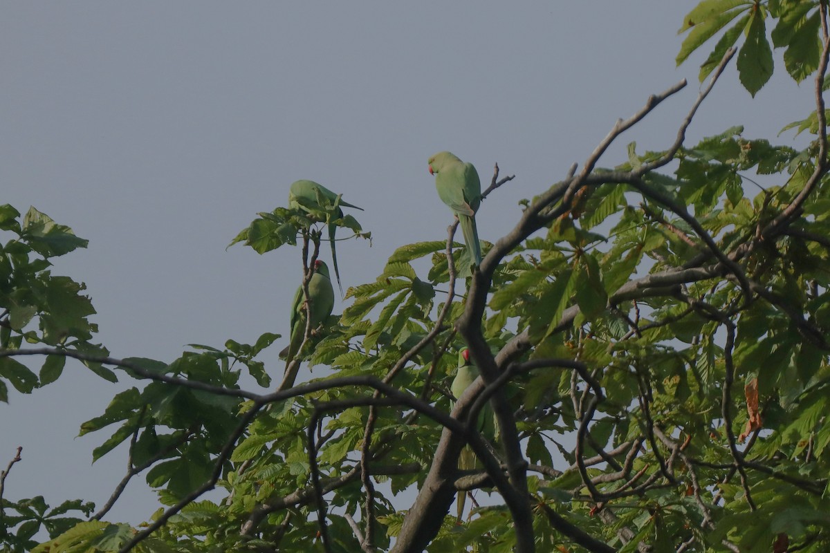 Rose-ringed Parakeet - ML620545839