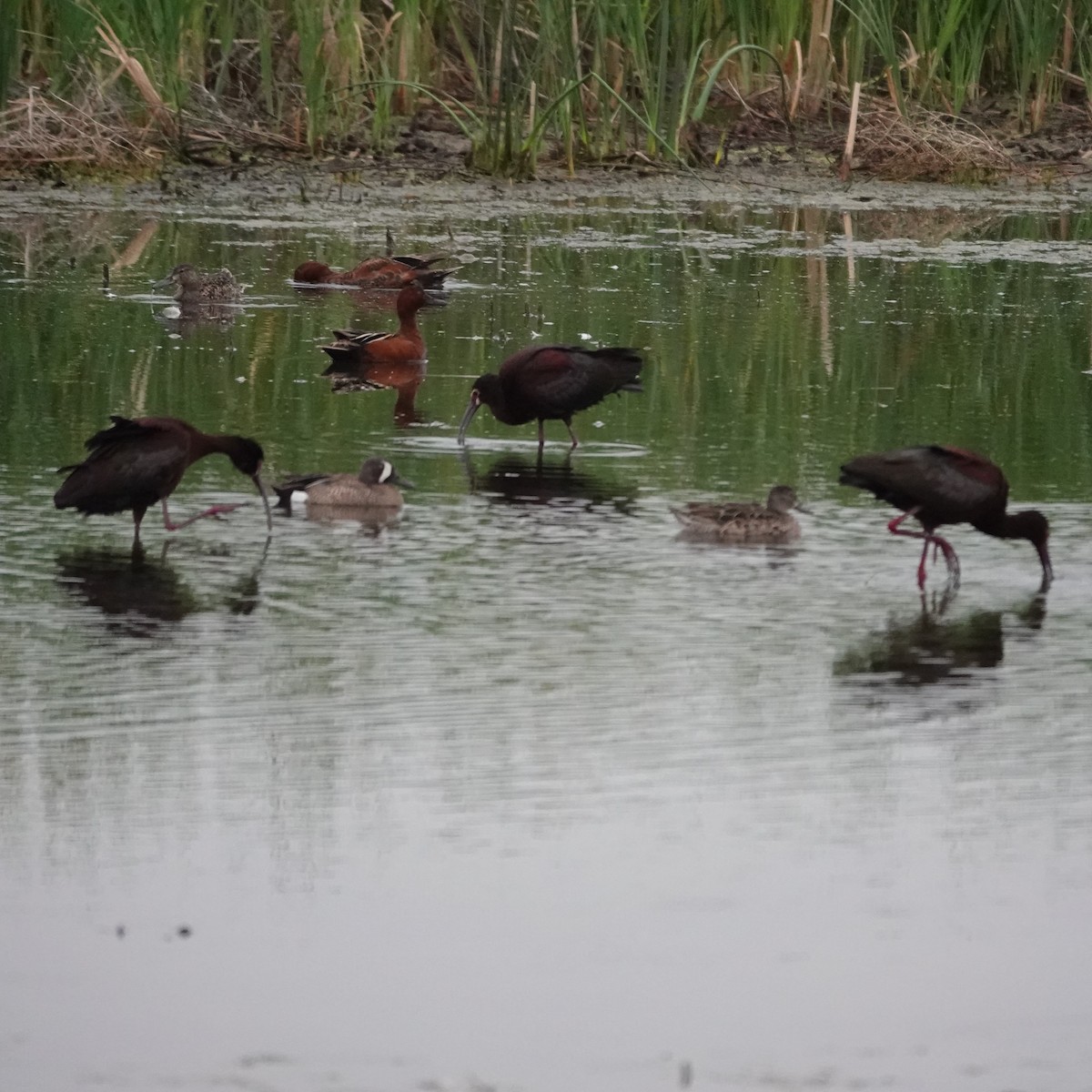 Cinnamon Teal - ML620545840