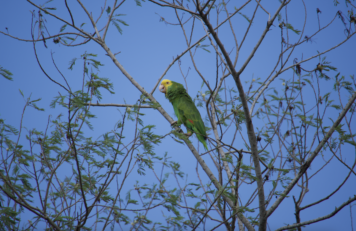 キガシラボウシインコ - ML620545849