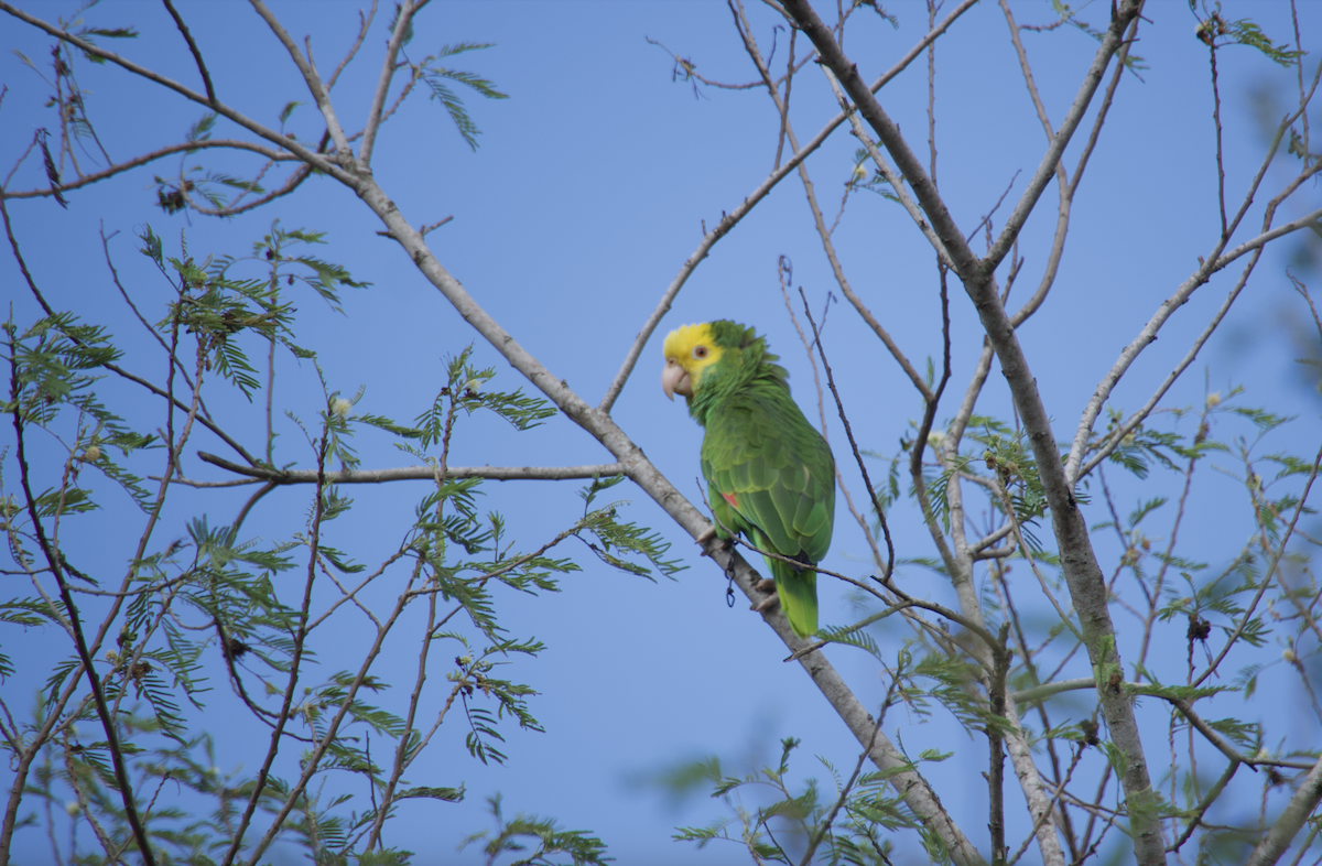 Yellow-headed Parrot - ML620545851
