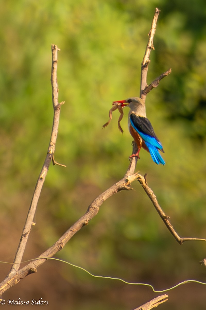 Gray-headed Kingfisher - ML620545854