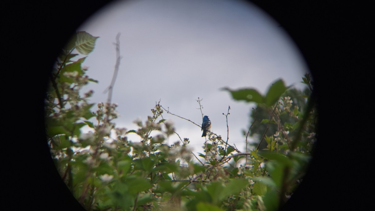 Lazuli Bunting - ML620545857