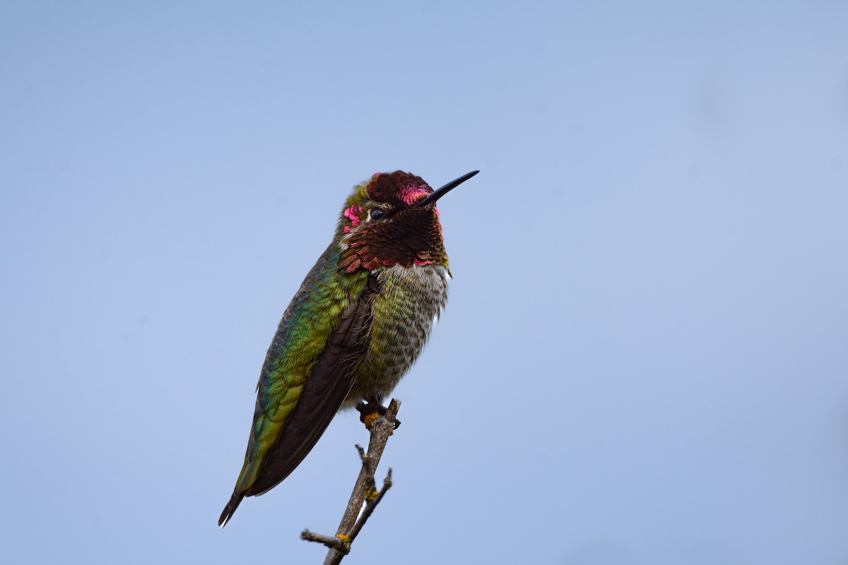 Anna's Hummingbird - ML620545861