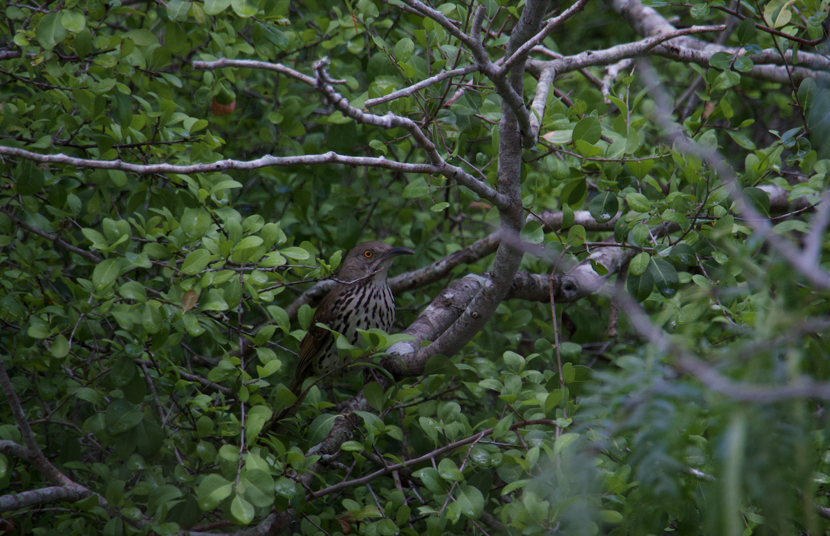 Long-billed Thrasher - ML620545862