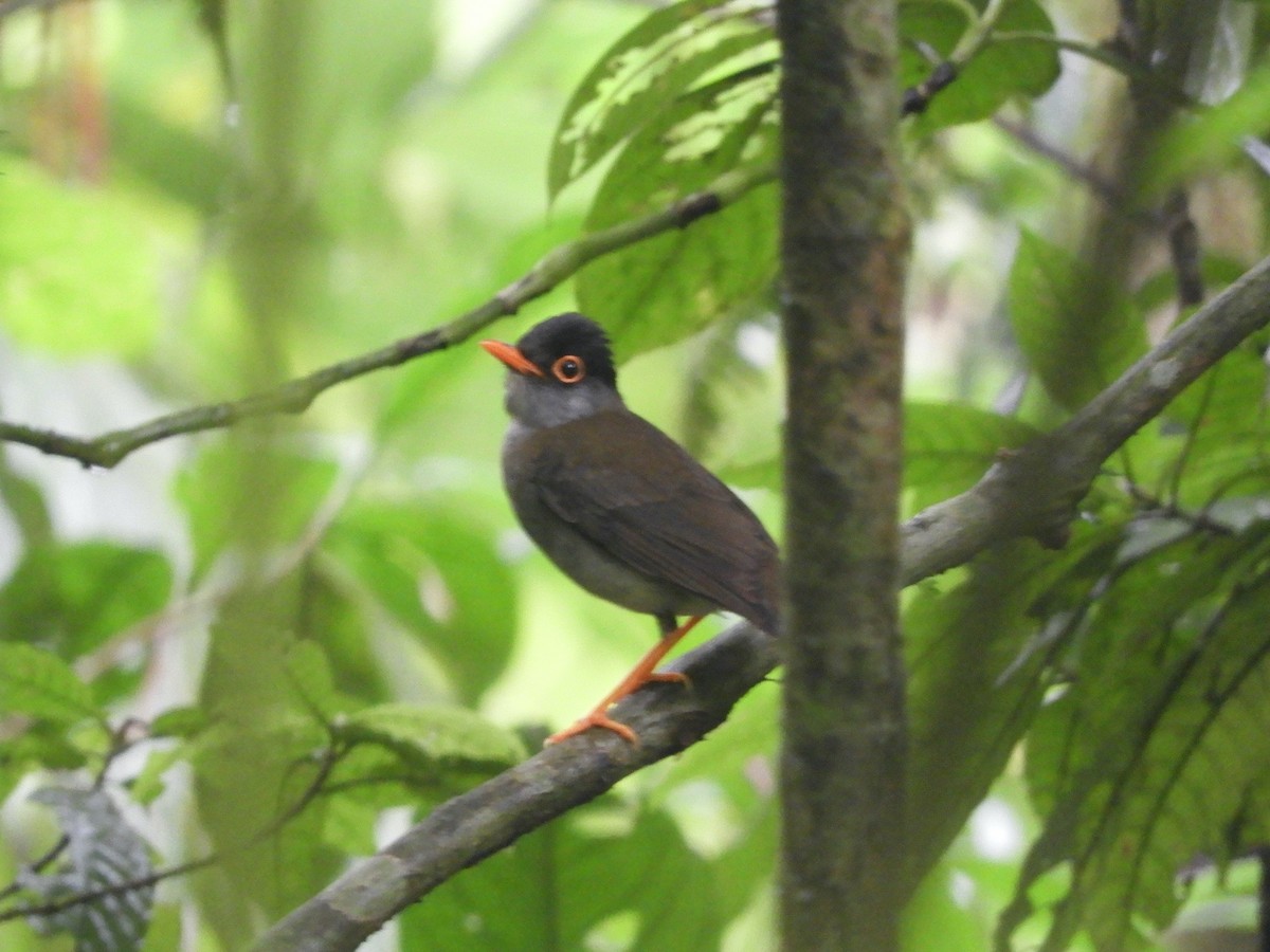 Black-headed Nightingale-Thrush - ML620545865