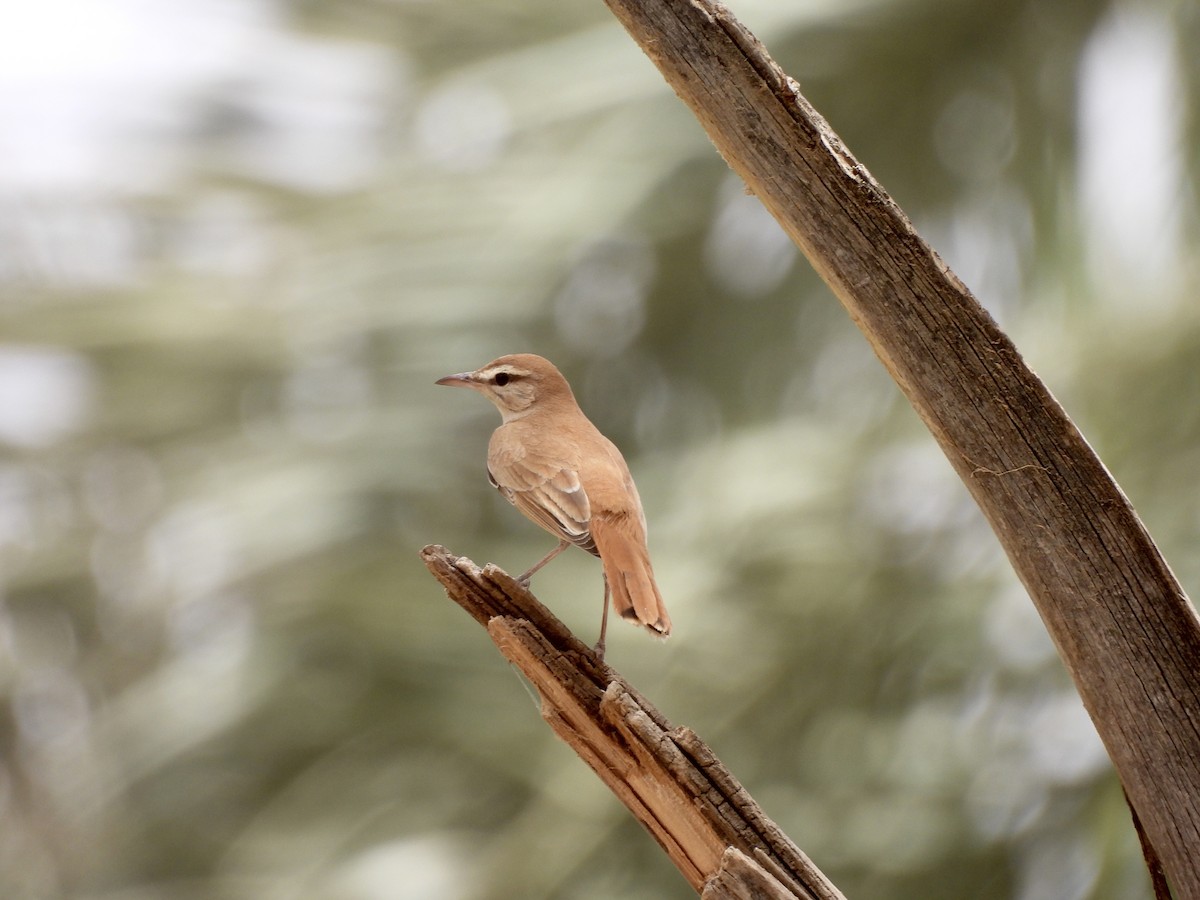 Rufous-tailed Scrub-Robin - ML620545866