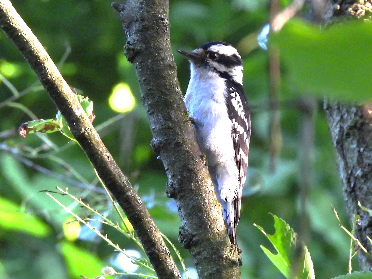 Downy Woodpecker - ML620545867