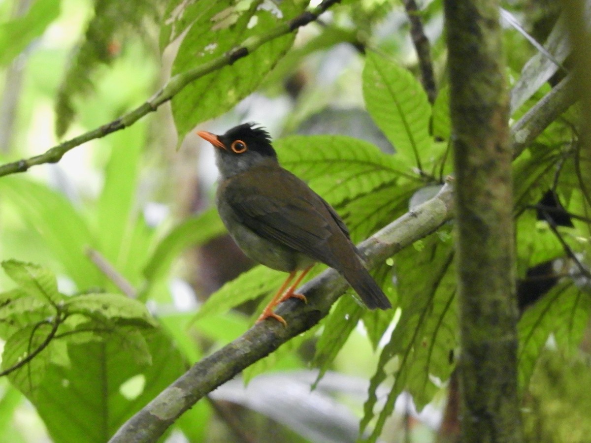 Black-headed Nightingale-Thrush - ML620545872