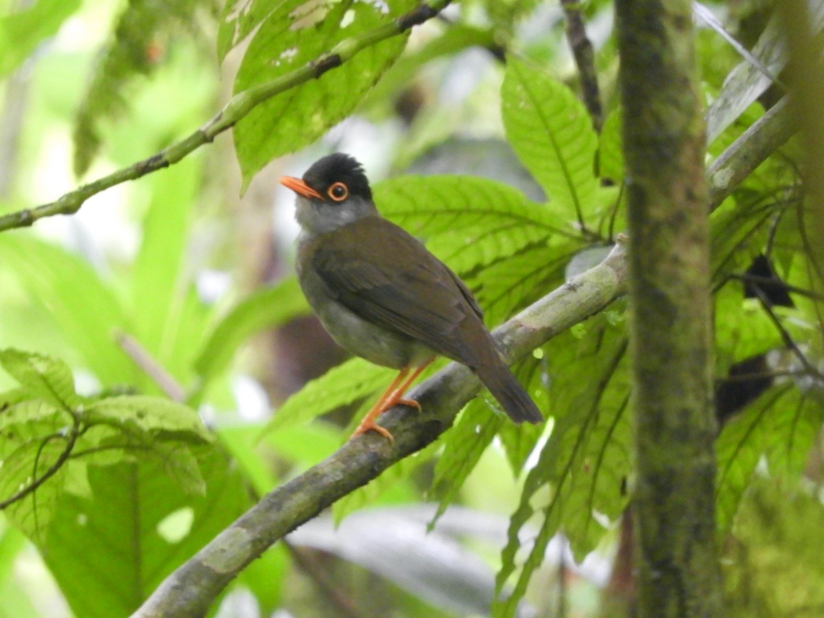 Black-headed Nightingale-Thrush - ML620545876