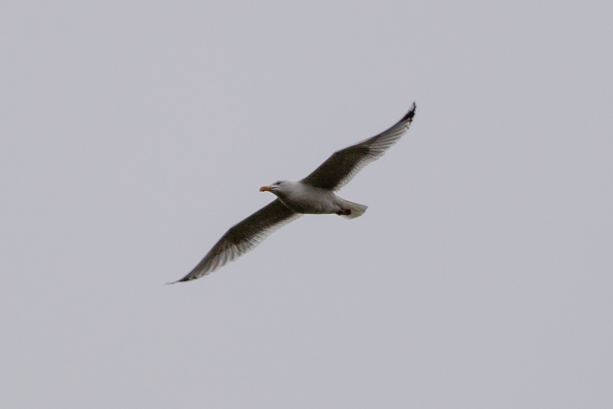 racek stříbřitý (ssp. argentatus/argenteus) - ML620545879