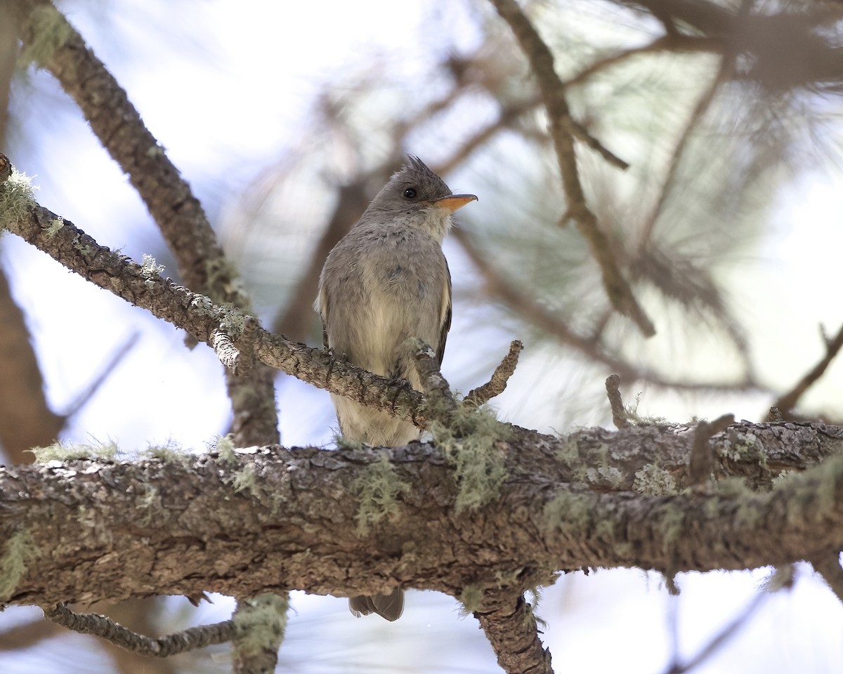 Greater Pewee - ML620545881