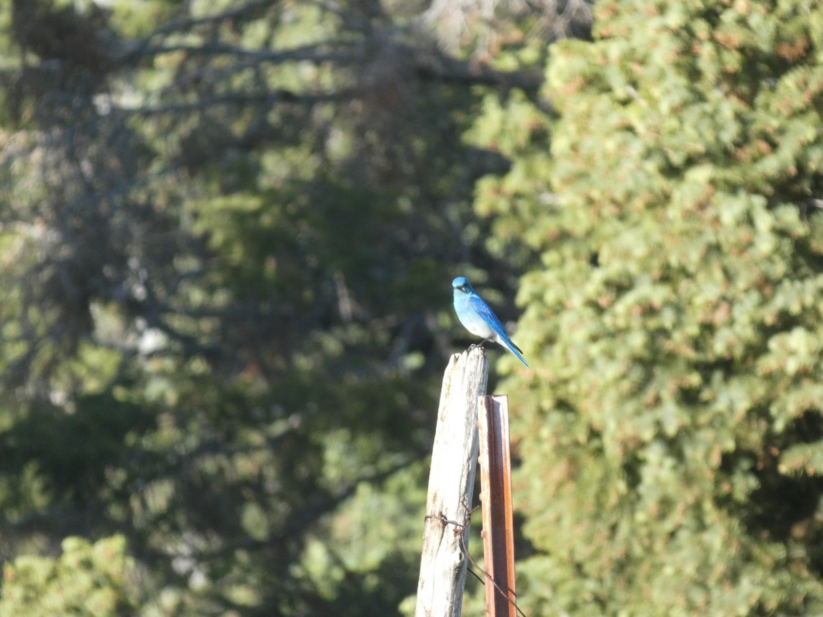 Mountain Bluebird - ML620545891