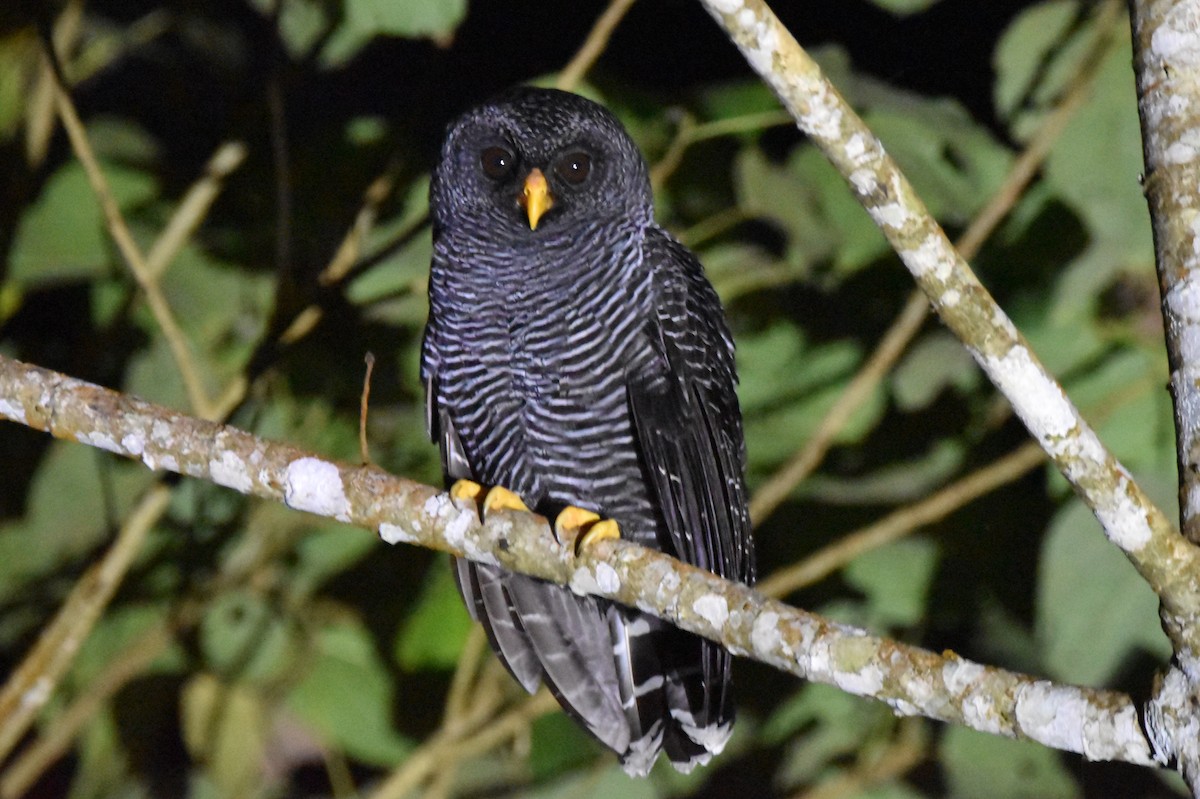 Black-banded Owl - ML620545892