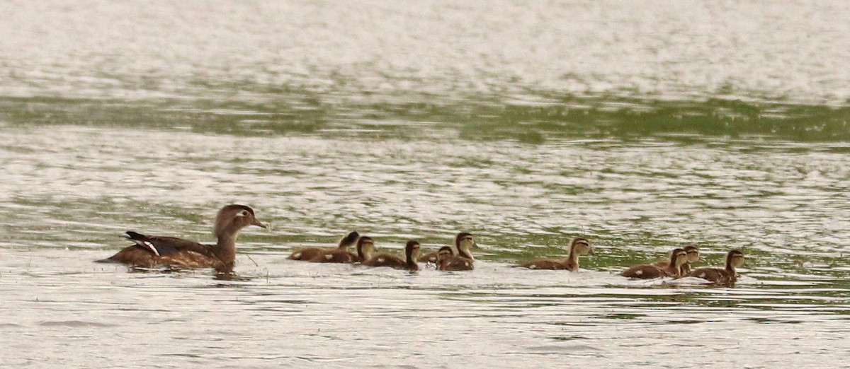 Wood Duck - ML620545894