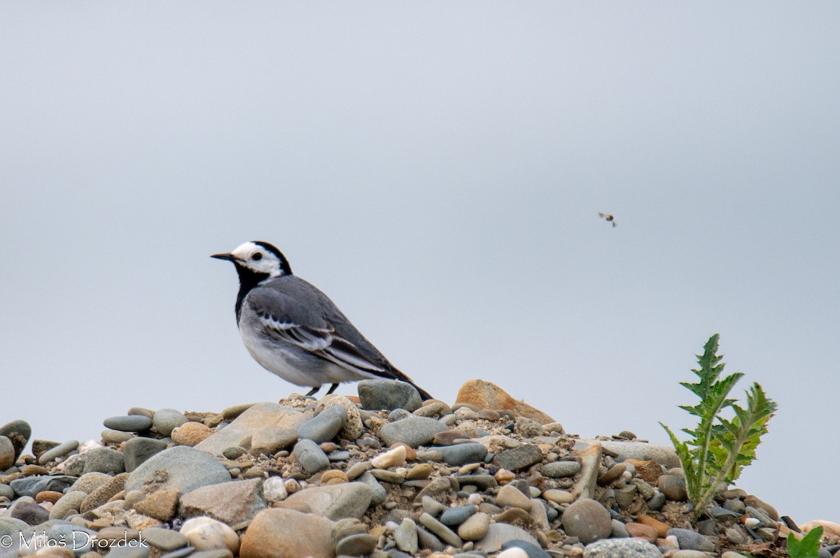 White Wagtail - ML620545902