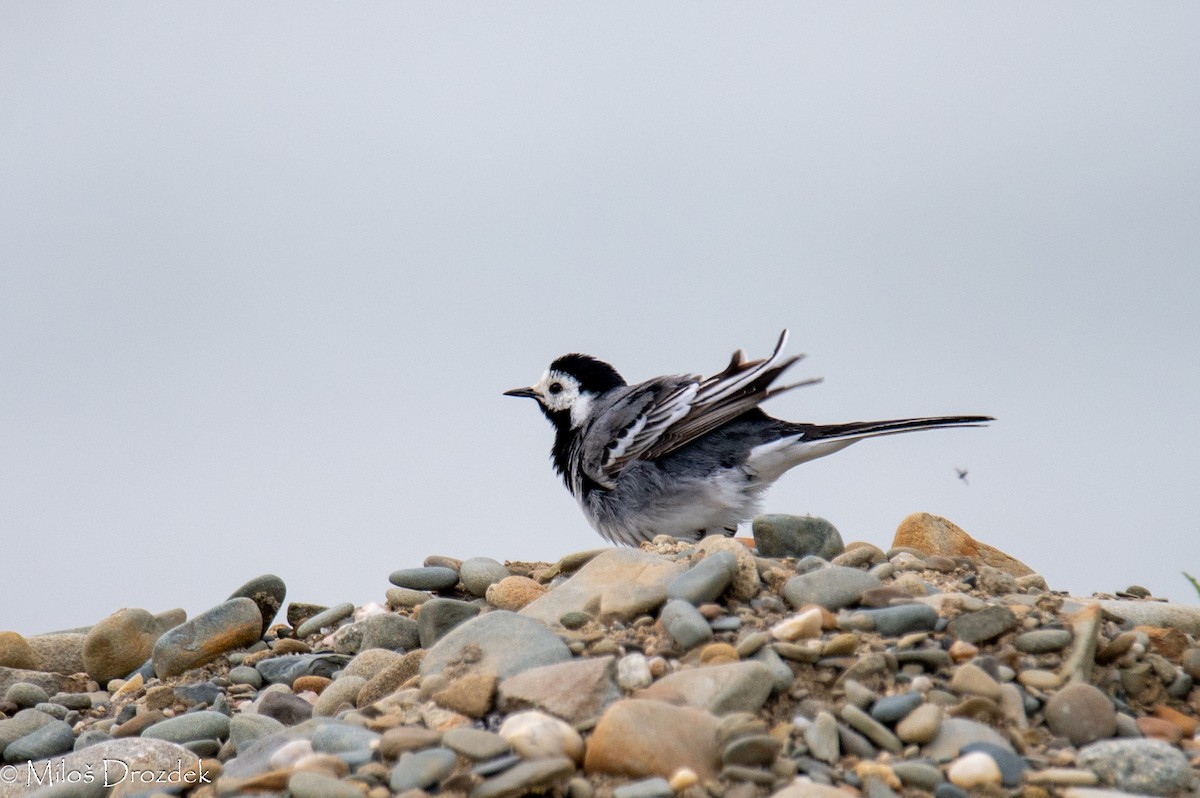 White Wagtail - ML620545903