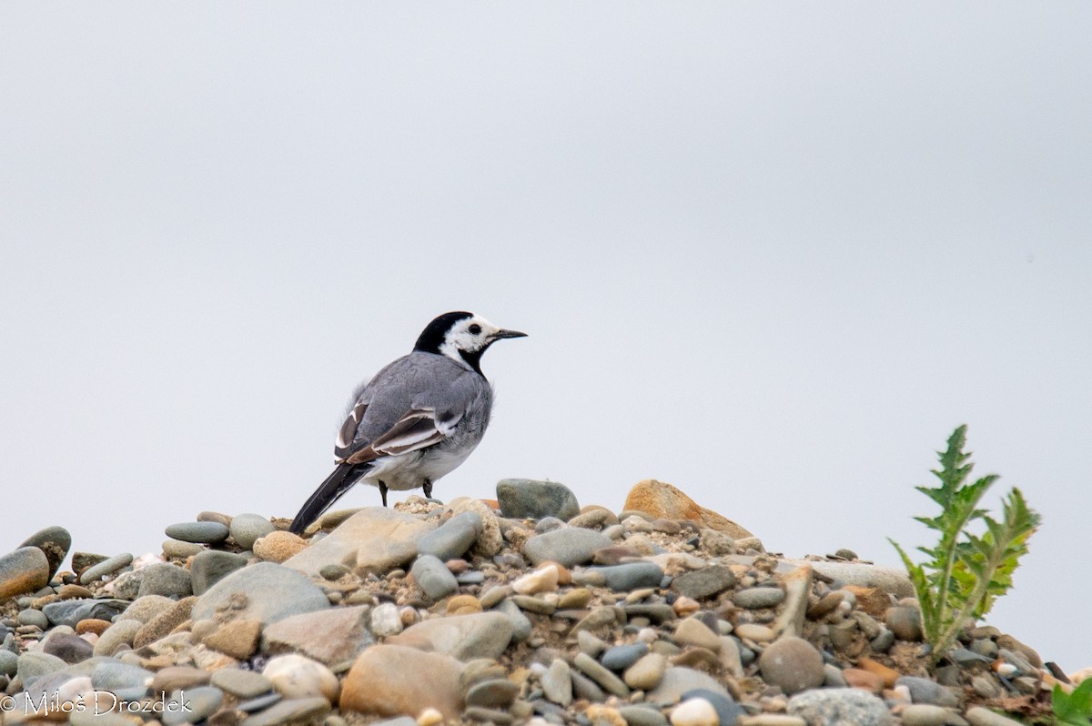 White Wagtail - ML620545904