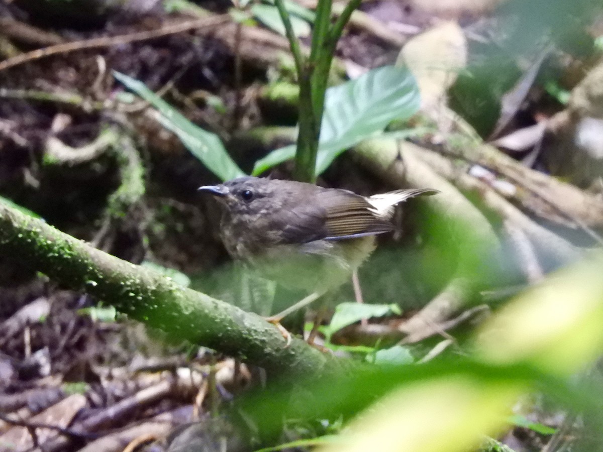 Buff-rumped Warbler - ML620545906