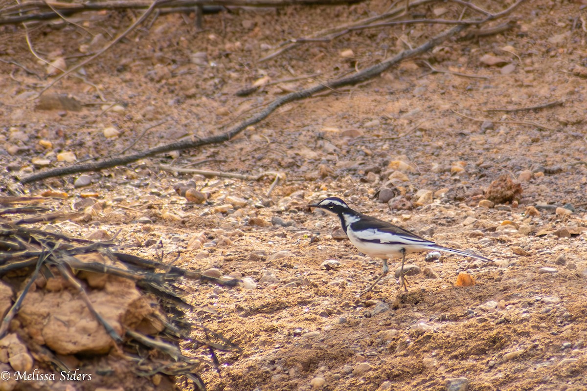 African Pied Wagtail - ML620545913