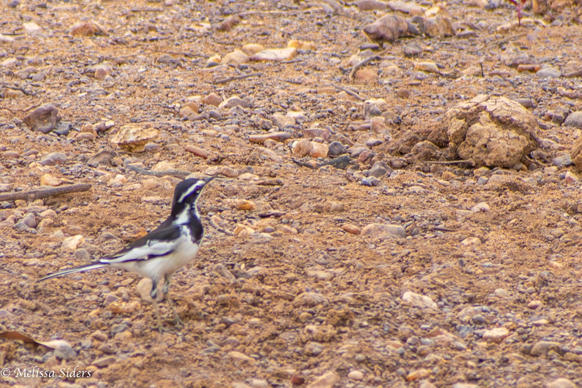 African Pied Wagtail - ML620545920