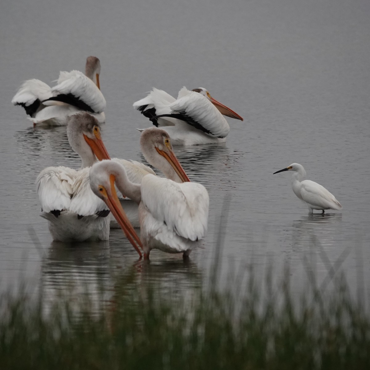 American White Pelican - ML620545923