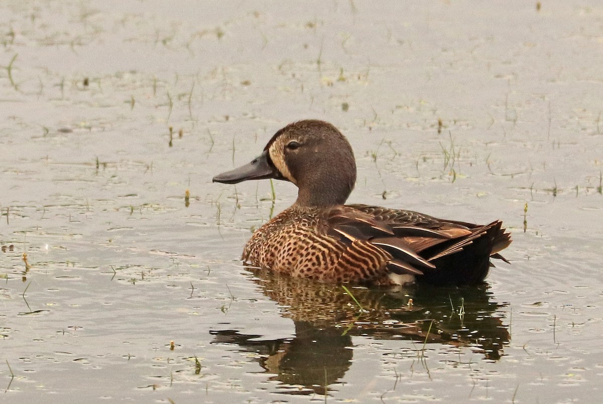 Blue-winged Teal - ML620545934