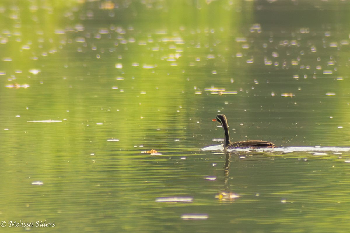 African Finfoot - ML620545935