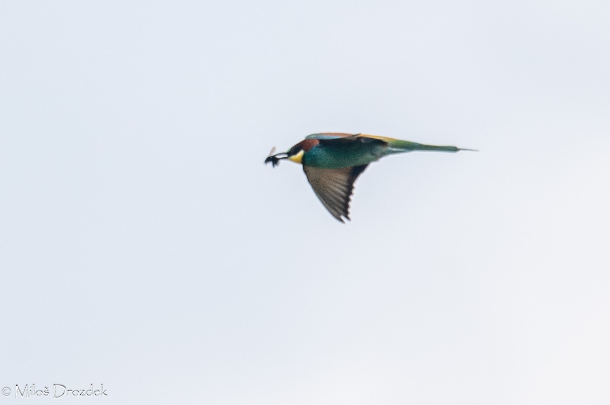 European Bee-eater - Miloš Drozdek