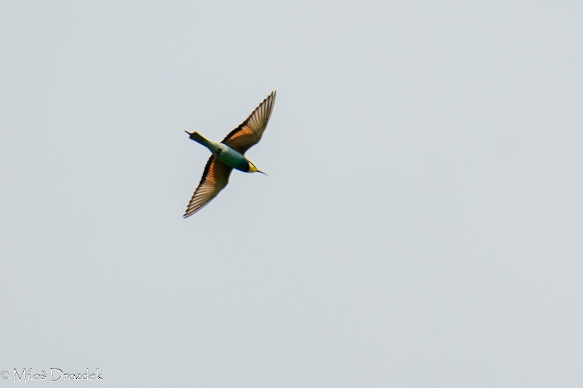 European Bee-eater - ML620545939