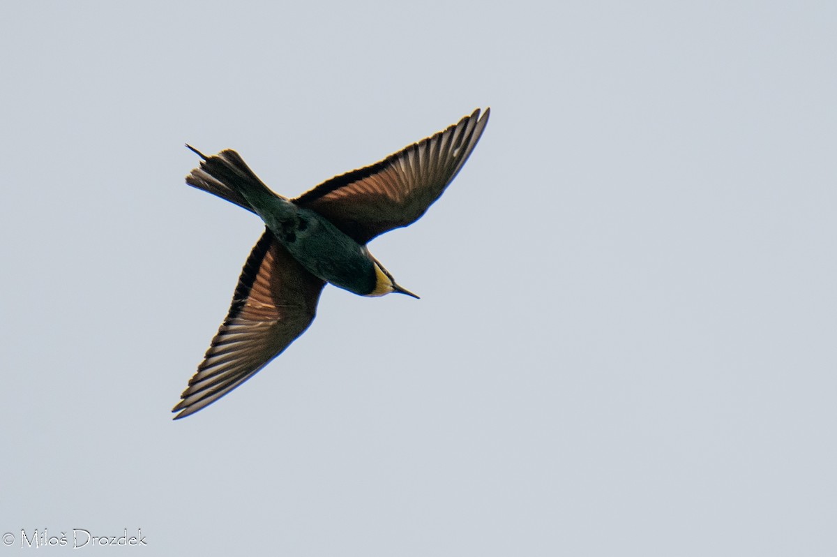 European Bee-eater - ML620545940
