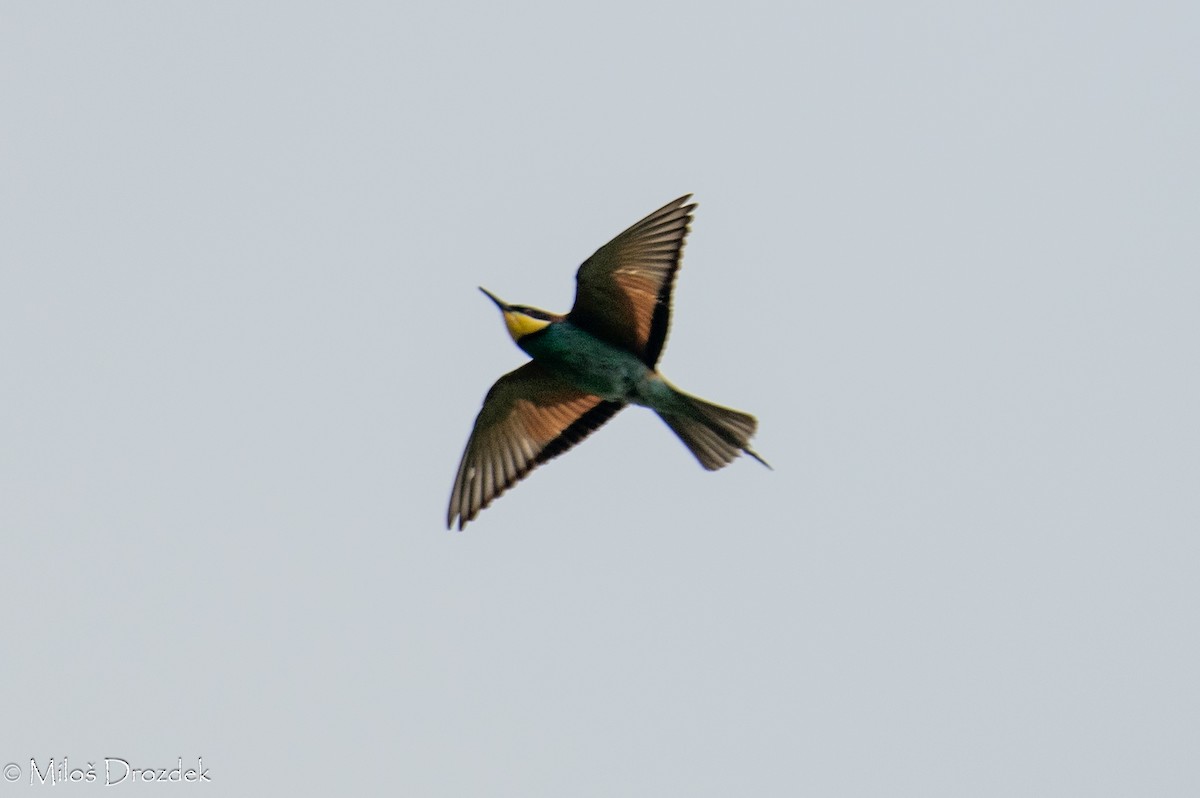 European Bee-eater - ML620545941