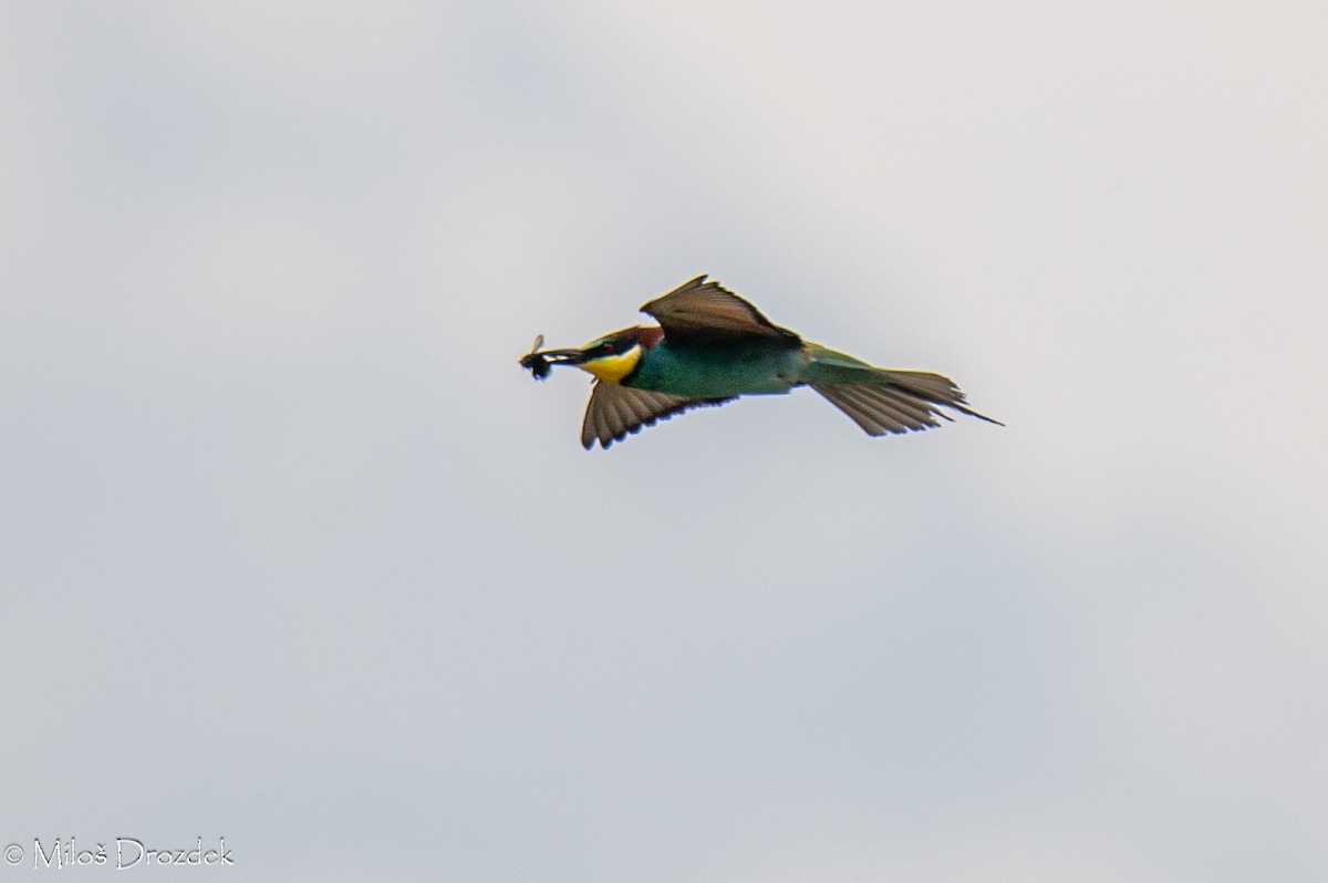 European Bee-eater - Miloš Drozdek