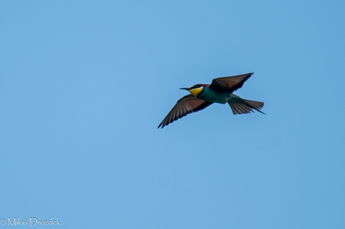 European Bee-eater - ML620545943