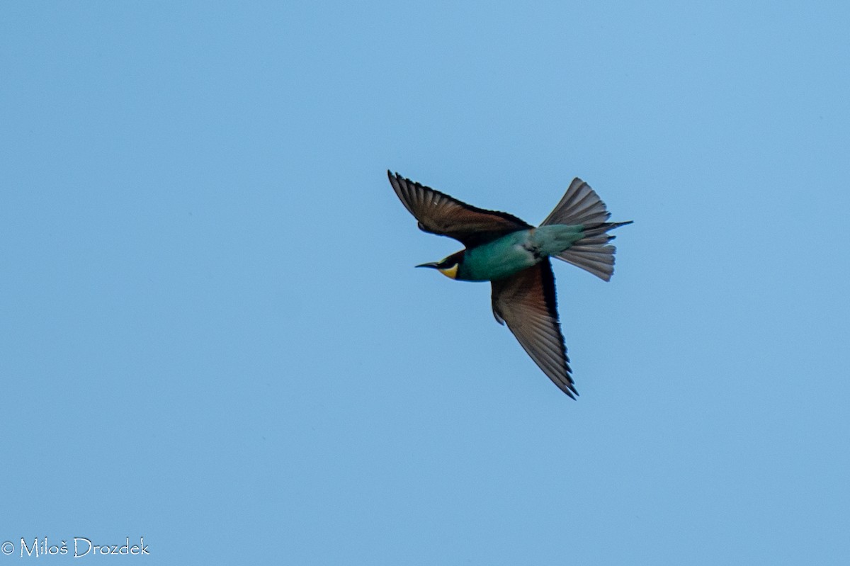 European Bee-eater - ML620545944